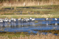 Naturschutzgebiet Alfsee
