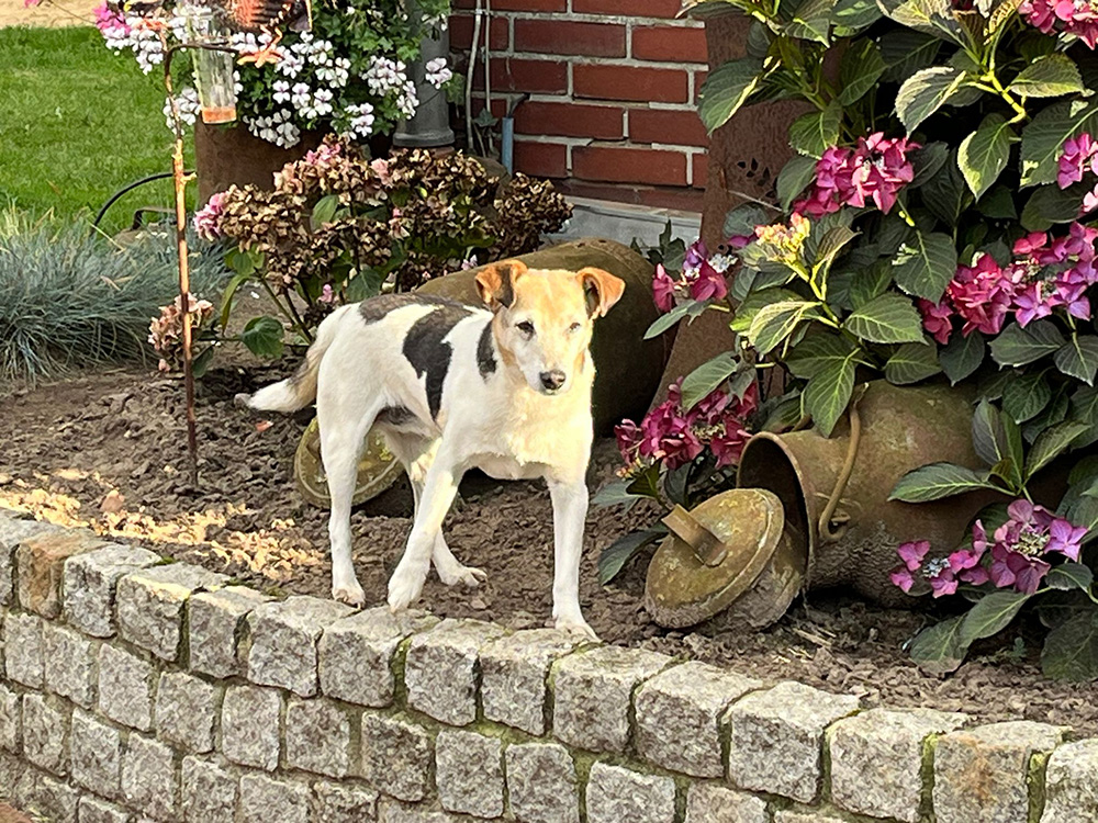 kleiner Hund