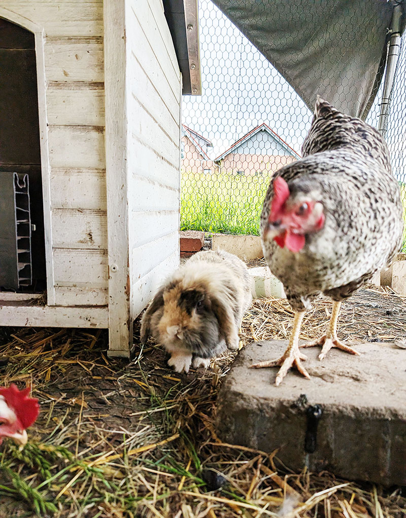 Kaninchen und Huhn